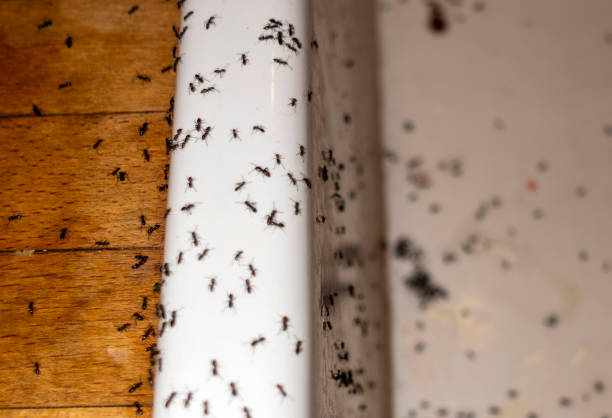 Best Wildlife Control Services  in North Branch, MN