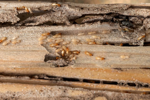 Best Pest Prevention Services  in North Branch, MN