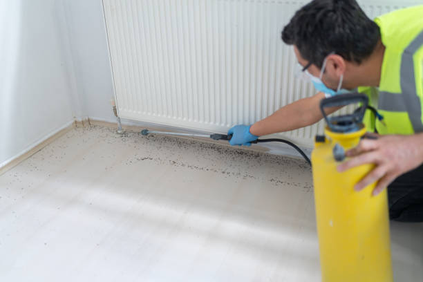 Best Wasp Removal Services  in North Branch, MN